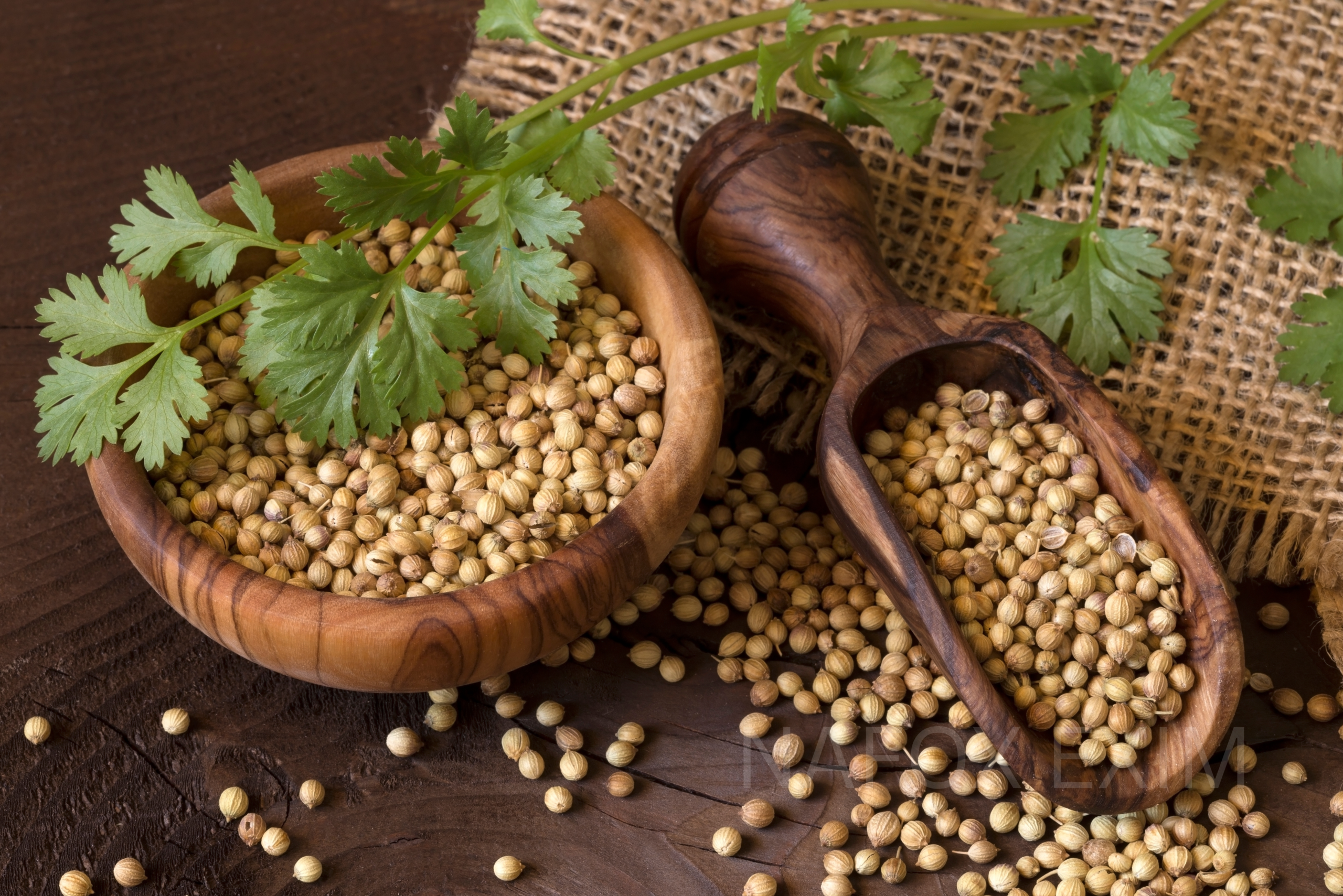 Coriander